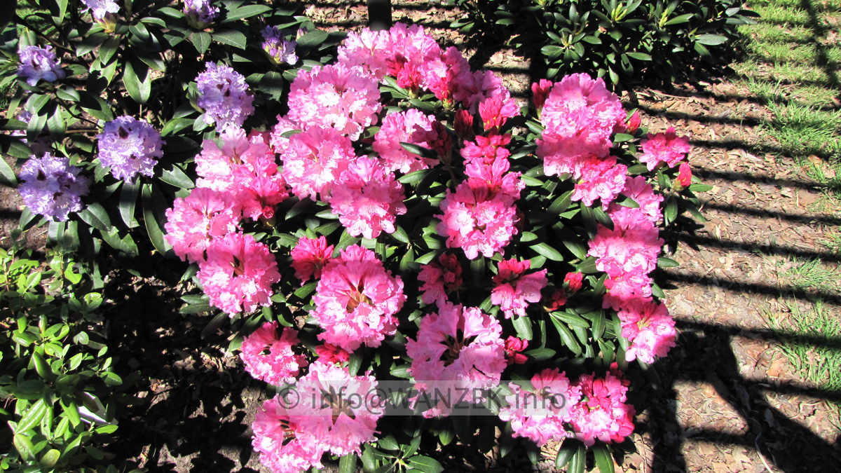 Rhododendron yakushimanum Kalinka 04.JPG